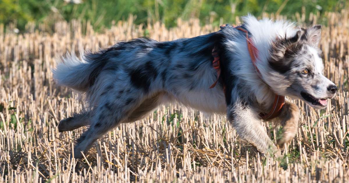 Zoomies nei cani e nei gatti: cosa dice la scienza sui picchi di energia improvvisi