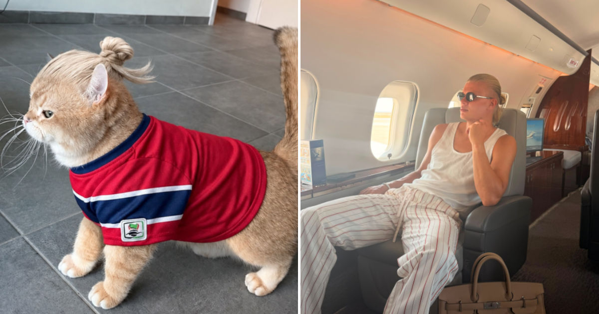 Il bomber Erling Haaland ha un gatto come sosia: il fenomeno Erling Meowland conquista i social