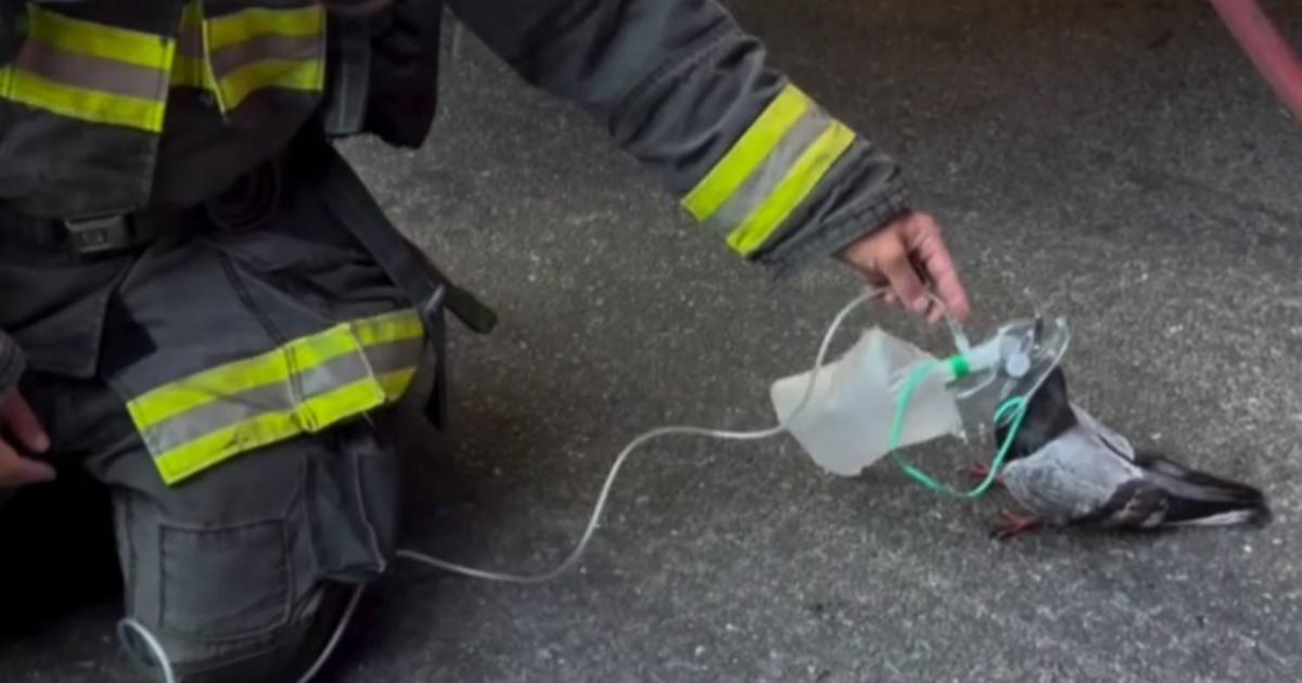 Piccione intossicato dal fumo “chiede” aiuto ai vigili del fuoco: il salvataggio è da oscar [+VIDEO]