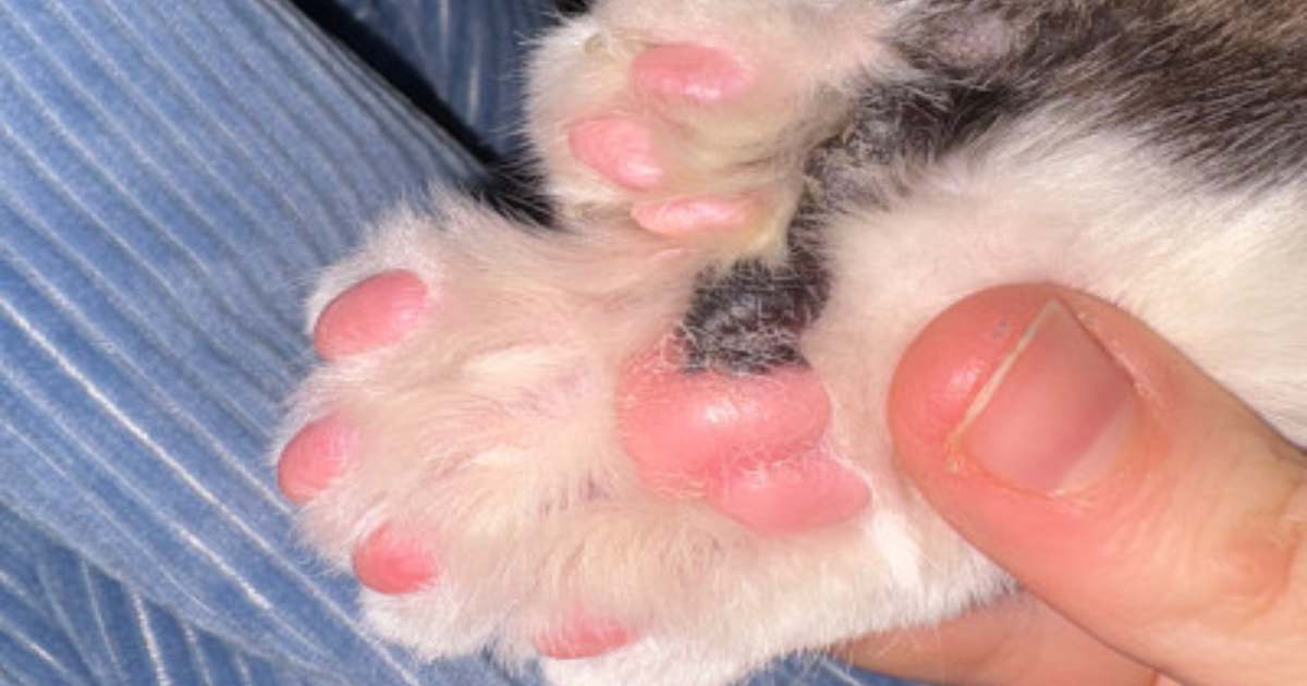Toby, il gatto da record con 28 dita e 32 artigli che ha conquistato il web [+FOTO]