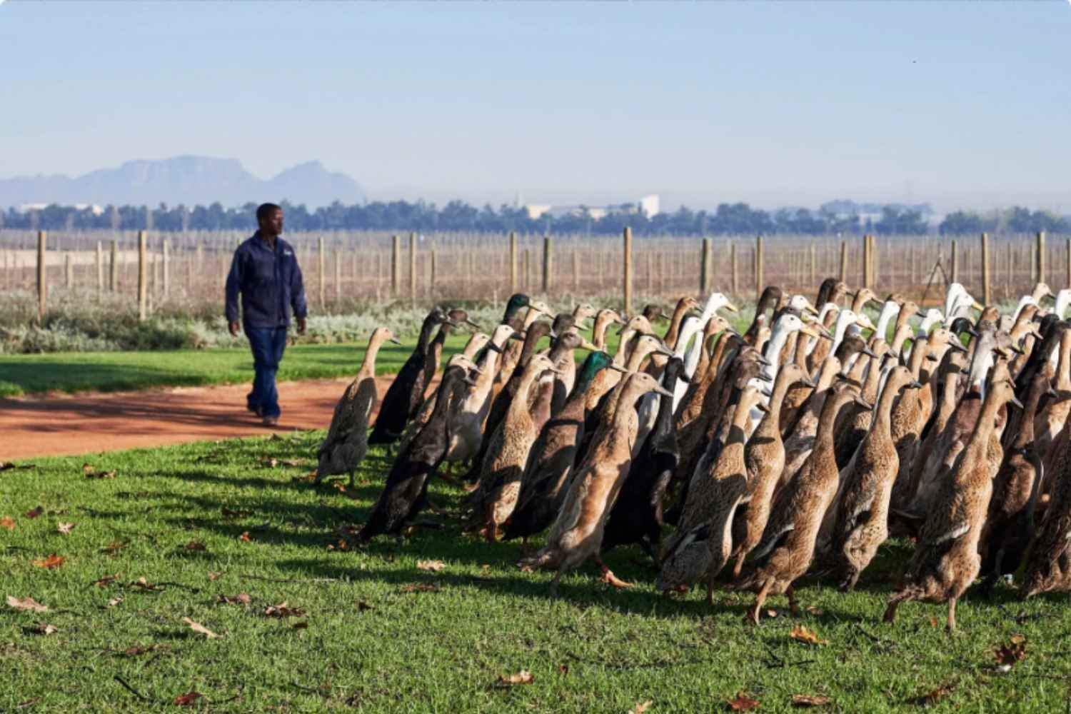 L’esercito con le ali: quando mille anatre diventano i migliori pesticidi naturali in Sudafrica [+VIDEO]