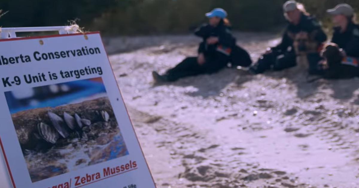 Cani investigatori: quando il fiuto dei quattro zampe salva i fiumi dalle cozze dannose [+VIDEO]
