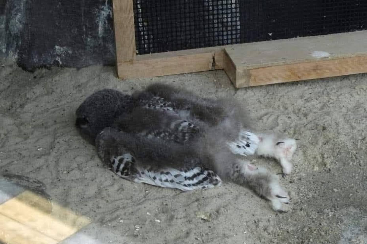 Perché i gufetti dormono a pancia in giù: il mistero del sonno dei rapaci