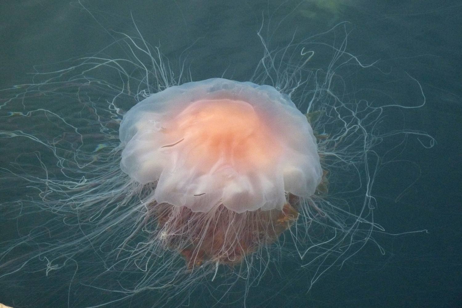 Avvistata la medusa più grande del mondo con tentacoli più lunghi di un autobus