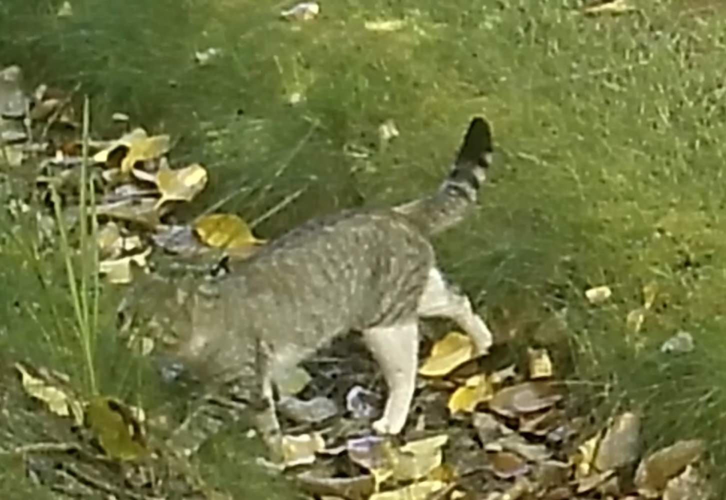Nine Lives, il leggendario gatto selvatico che si nutre di uccelli in pericolo ed è sfuggito alla cattura per 3 anni
