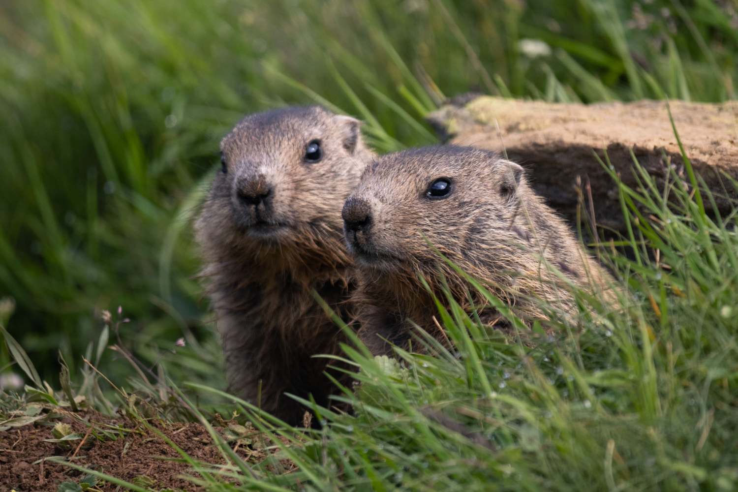 Anche le marmotte sbarcano su un noto sito per adulti: arriva OnlyMarms (e non per il motivo che pensi)