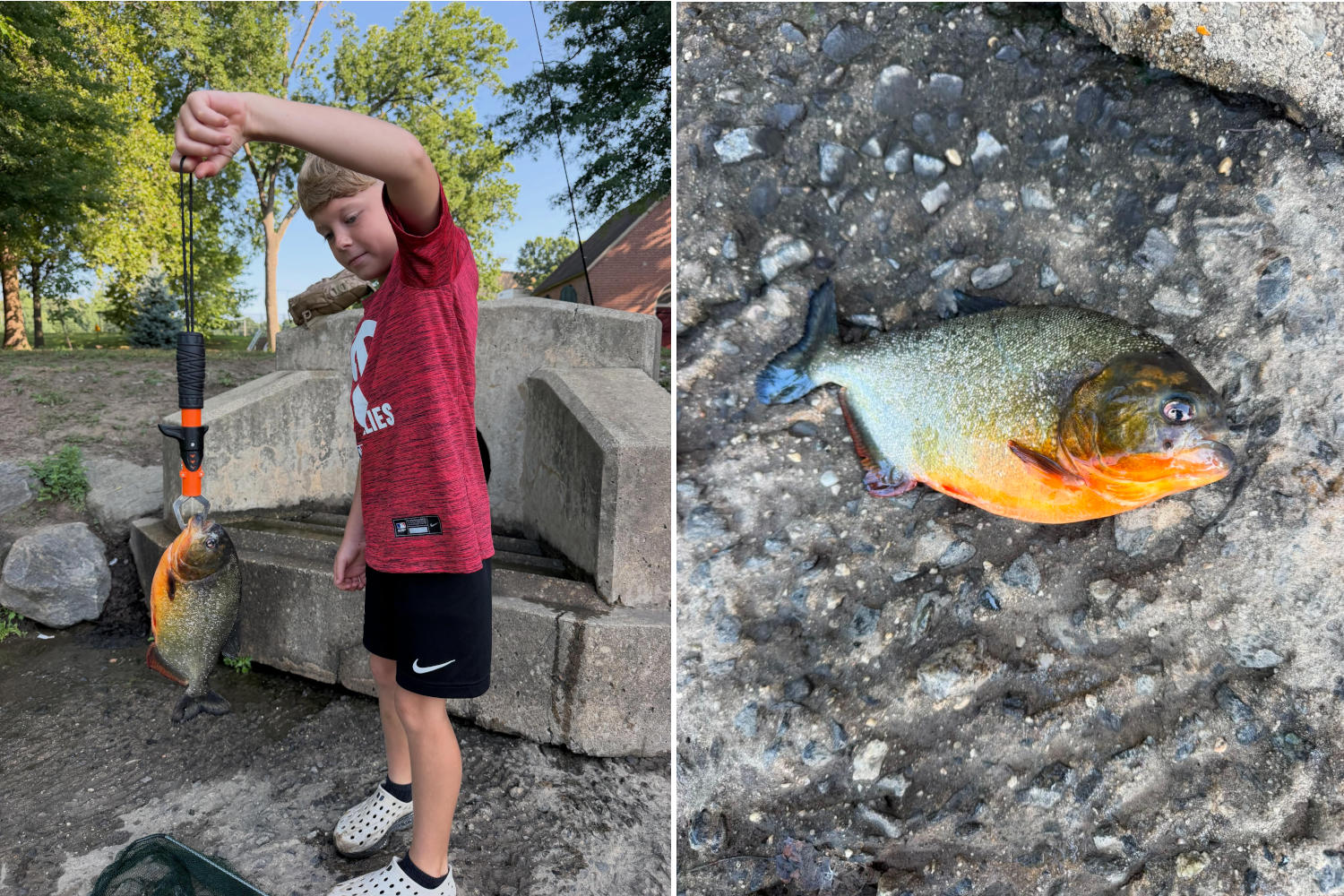 Papà e figlio pescano per sbaglio un piranha nel lago