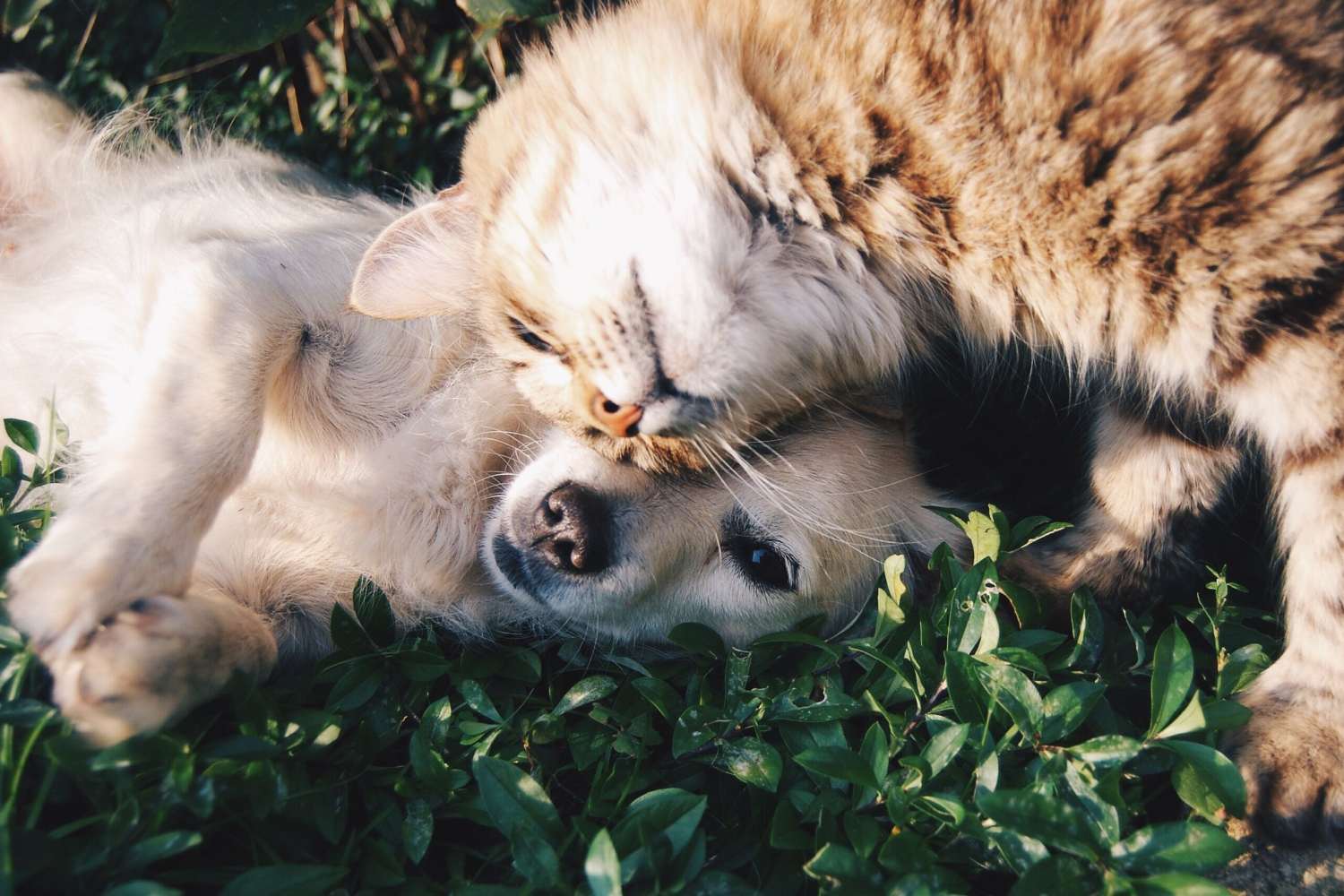 Gli animali possono fare amicizia o è un’esclusiva umana?