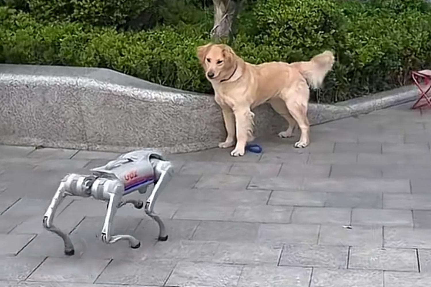 Incontro ravvicinato del terzo tipo: Golden Retriever incontra un cane robot, la sua reazione è esilarante [+VIDEO]
