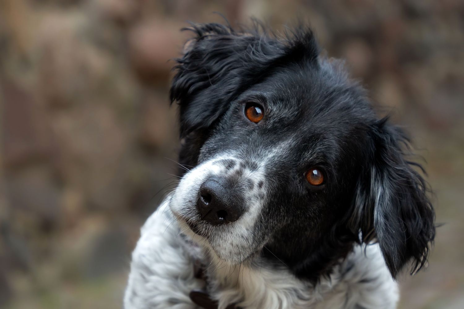 Per quale motivo i cani inclinano la testa quando parliamo?