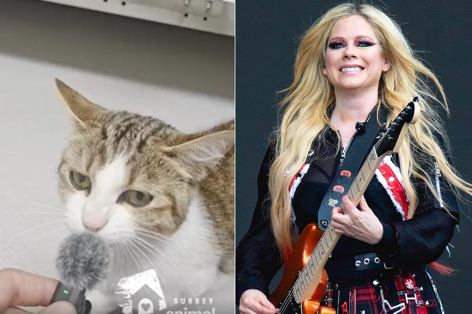 Questa gatta è diventata virale per essere la sosia a quattro zampe di Avril Lavigne