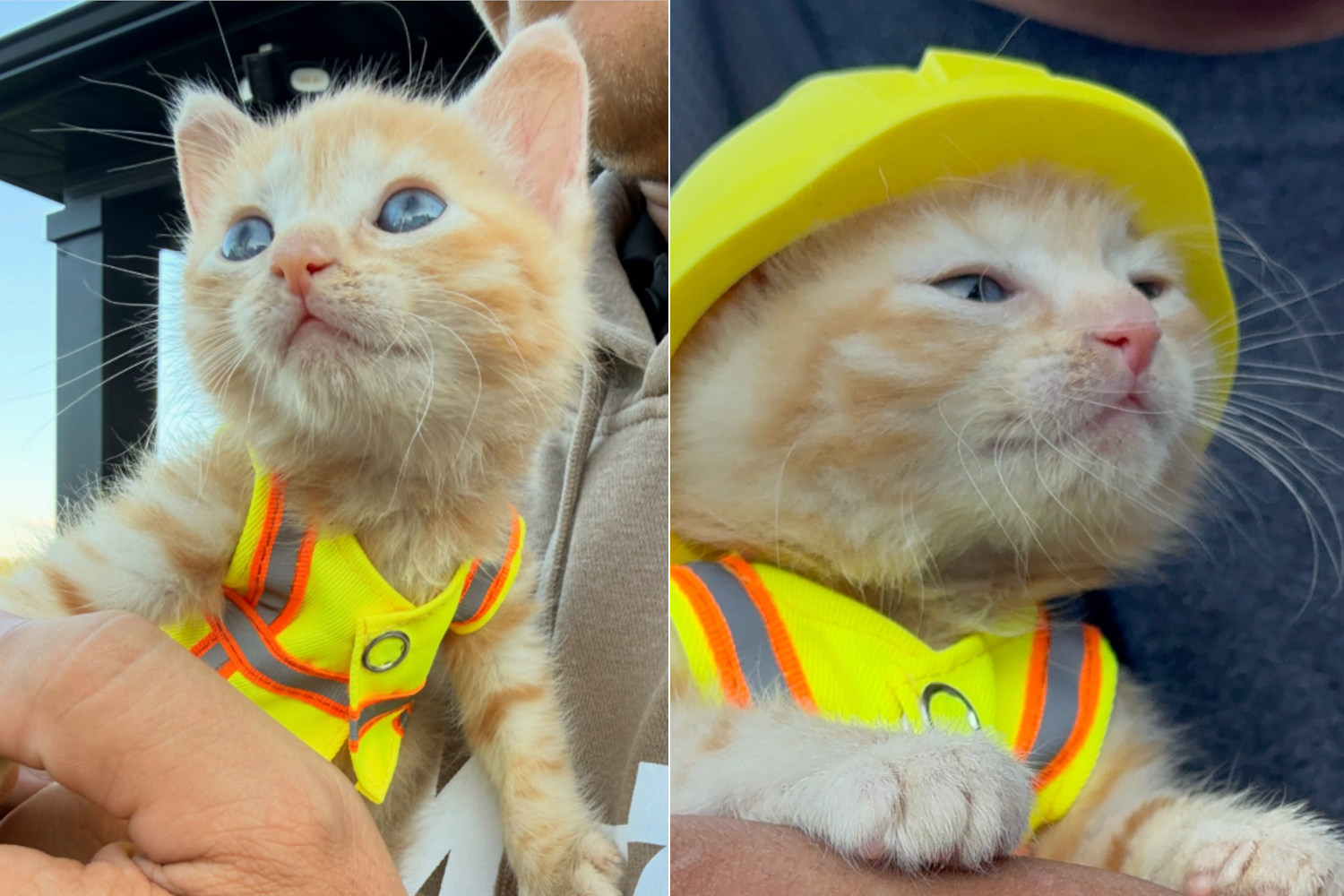 Gattino salvato da un escavatore diventa la mascotte ufficiale di una ditta di costruzioni